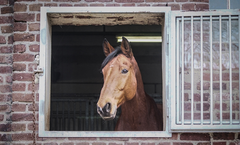 Landesreiterstaffel Pferd in Box