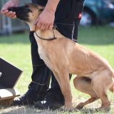 Vier Pfoten im Einsatz