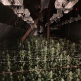 Plantage
