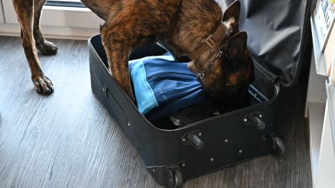 Diensthund durchsucht einen Koffer.