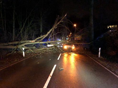 Baum auf Straße